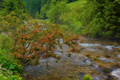 Scenic view of river amidst trees in forest