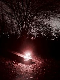 Close-up of bare tree at night