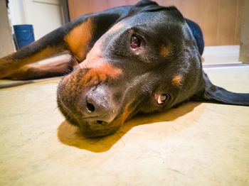 Close-up of dog resting on floor at home