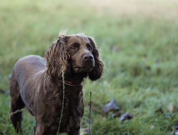 Cocker spaniel staring over field