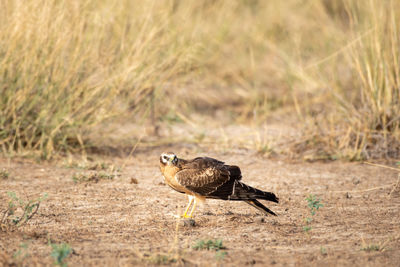 Bird perching on a field