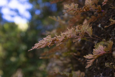 Close-up of flowering plant