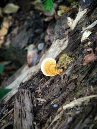 Close-up of mushroom growing on tree trunk