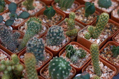 High angle view of succulent plants