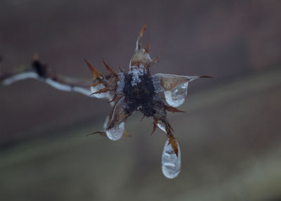 Close-up of insect on leaf