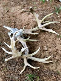 Close-up of animal skull on field