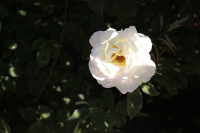 Close-up of rose blooming in garden