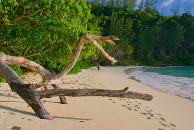 Driftwood on beach