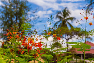 Close-up of flowering plants against sky