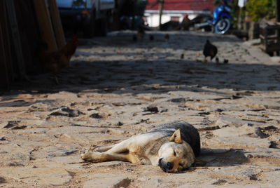 Dog lying on floor