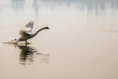 Birds flying over lake
