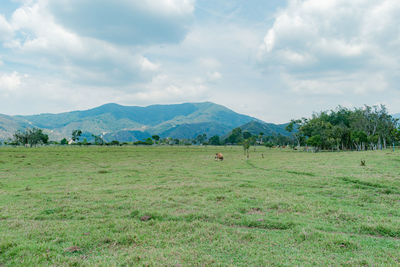 grassland