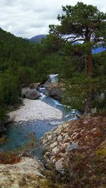 Scenic view of river stream amidst trees against sky