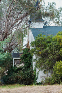 View of trees by building