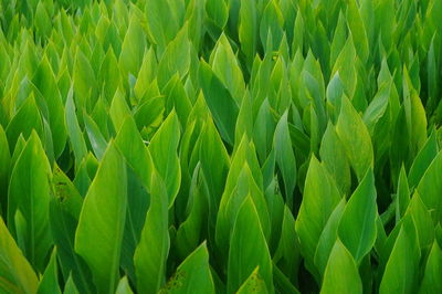 Full frame shot of fresh green field