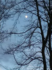 Low angle view of bare tree against sky