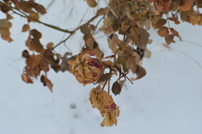 Close-up of wilted plant during winter