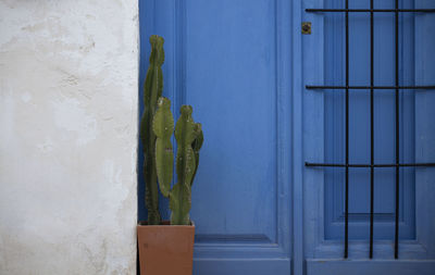 Close-up of cactus plant on a blue door of building in nijar, a small village on the south of spain