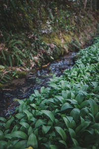 Close-up of plants growing on field