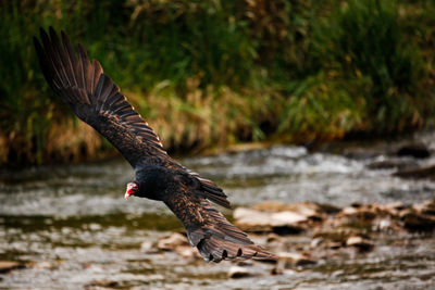 Close-up of bird flying over lake