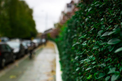Narrow walkway along plants