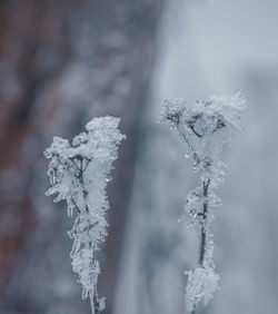 Close-up of frozen plant