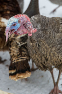 Close-up of bird