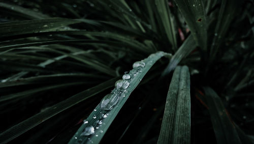 Close-up of wet plant