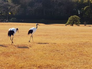 View of two birds on field