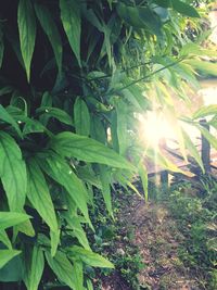 Close-up of fresh green plants in sunlight