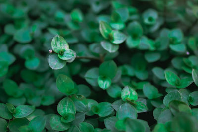 Full frame shot of water drops on pebbles