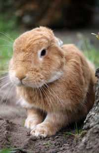 Close-up of rabbit on land