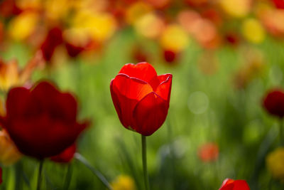 Close-up of red tulip flower on field