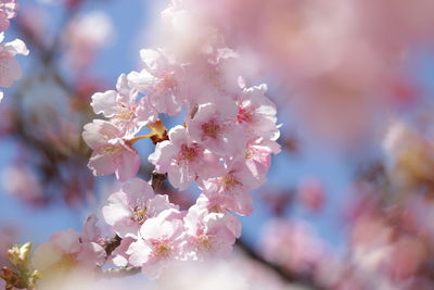 Close-up of apple blossoms in spring