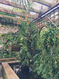 Plants growing in greenhouse