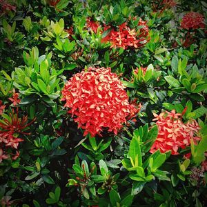 Close-up of red flowers