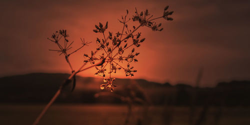Close-up of silhouette plant on field against sky during sunset
