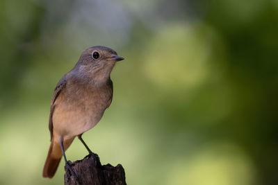 Close-up of bird perching on plant