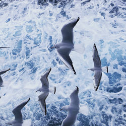 Flock of birds flying over snow