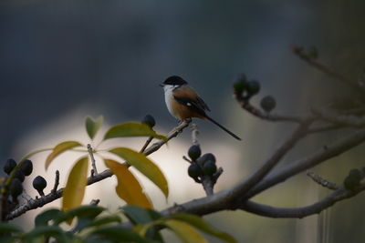 Close-up of bird perching on tree