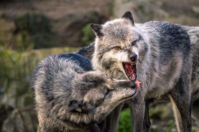 Wolves playing on field