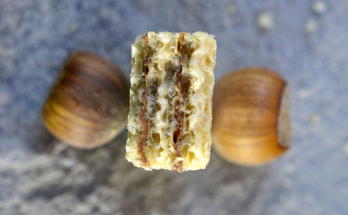 Close-up of seashell on rock