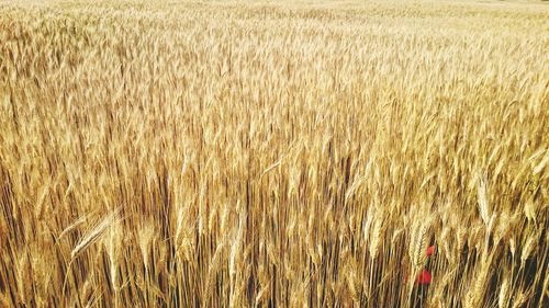 Crop growing in field