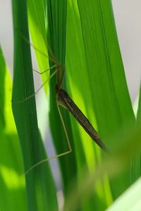 Close-up of insect on leaves