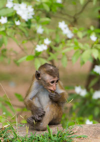 Monkey sitting on tree