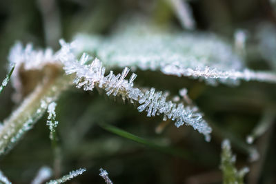 Close-up of white flowers