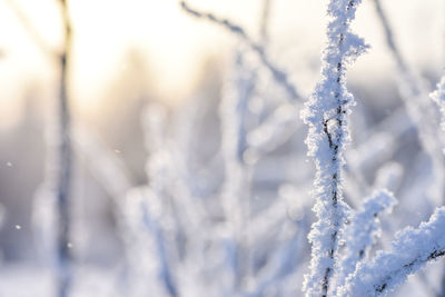 Close-up of frozen plant