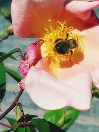 Close-up of bee pollinating on flower