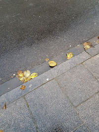 High angle view of yellow leaf on street