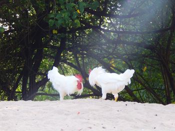 White birds on a field